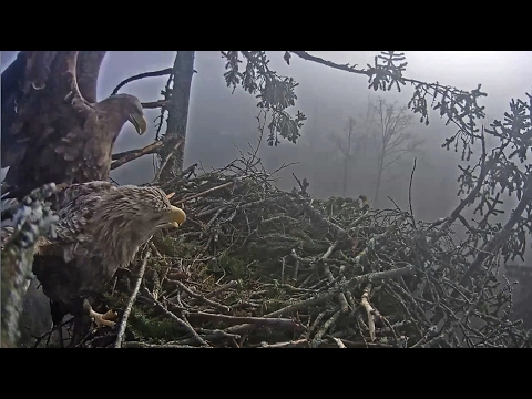 2017/02/15 11h21m JE Stranger tried to mount her She dont want it