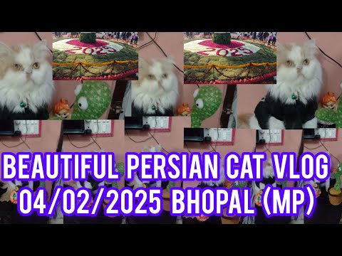 Beautiful Persian Cat Vlog  04/02/25 Bhopal Live Youtube ll Vlog video ll viralvedeo ll Mukund Sable