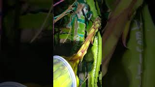 Desert King dragon fruit is getting hand pollinated at midnight