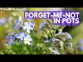 Forget-Me-Not Care In Pots | Growth, Care, Seeds And After-flowering Care 🌿BG