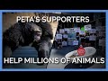 PETA S Supporters Help Millions Of Animals