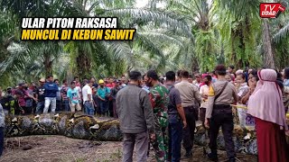 Download lagu Kalimantan Gempar!! Petani Temukan Ular Piton Raksasa di Kebun Sawit, Ukurannya Bikin Merinding... mp3