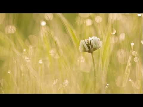 Učenje Kur'ana koje će smiriti vašu dušu i srce