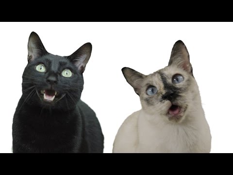 PPAP Pen Pineapple Apple Pen (Cat Version)