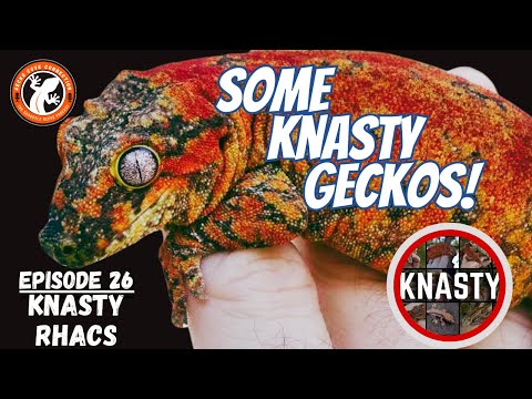 Some Knasty Geckos - GeckoCoveConnection - Knasty Rhacs