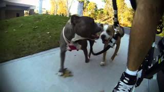 Rico and Cha Cha bicycle ride