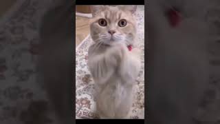Funniest Videos 2022 😂 Funny Cats 🐱 #cute #c