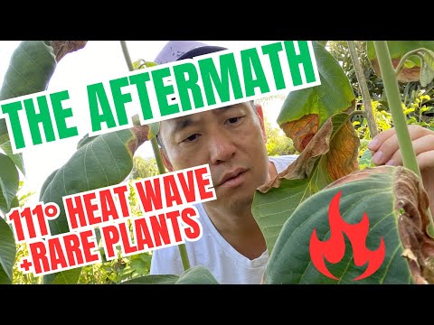 Container plants surviving 4 days of 105°+ weather. Featuring my rarer trees.