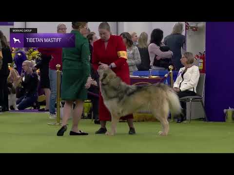 Tibetan Mastiff | Breed Judging 2025