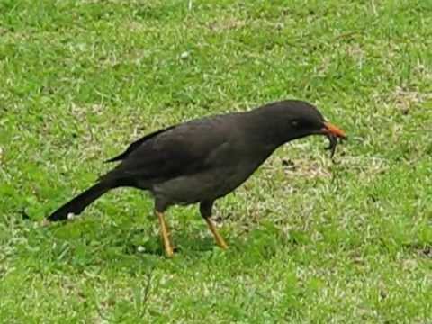 RE: video de Zonotrichia capensis, criando a un Turdus