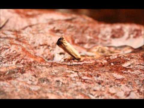 Para One, Tacteel & Orgasmic le Toxicologue - Ceci n'est pas une mixtape - Solid Steel mix