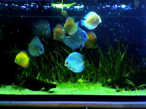 my discus fish tank :)