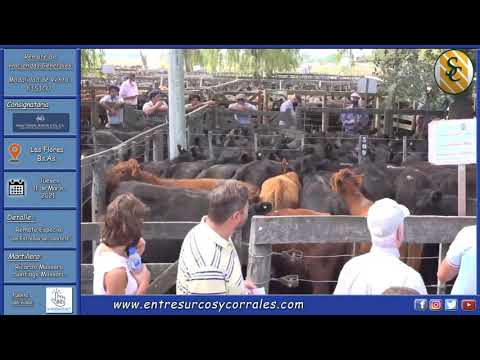 11-03-21 - Remate Especial de Saenz Valiente, Bullrich y Cía. S.A. - Las Estrellas del Destete