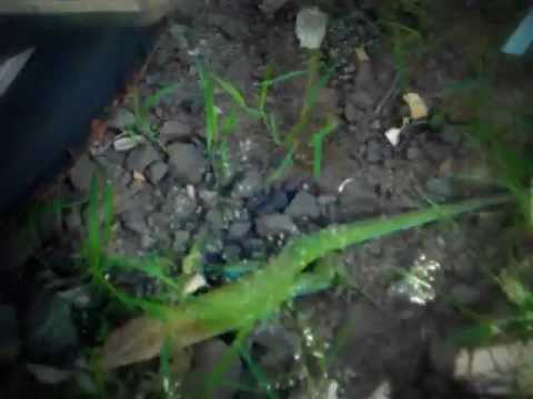 Small fast lizard. Lagartinho esperto.