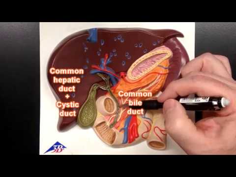 Bile Ducts