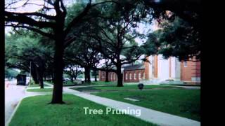 preview picture of video 'Tree Services in Bellaire TX | 713-904-1736'