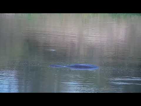 Djuma: Hippo doing a few barrel rolls - 18:50 - 02/10/2022