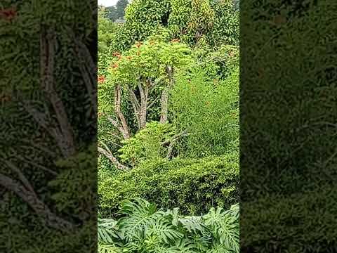 jardines tropicales calima el darien valle del cauca Colombia