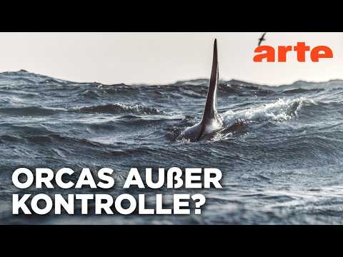 Video Thumbnail: Achtung Orcas! Gefahr vor Gibraltar? | Doku HD Reupload | ARTE
