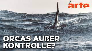 Achtung Orcas! Gefahr vor Gibraltar? | Doku HD Reupload | ARTE