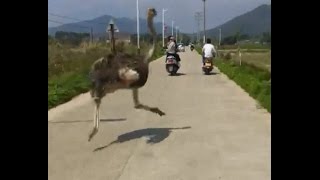 &quot;Prison break&quot; Ostrich Runs at Large, Creating Sensation Online