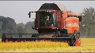 preview picture of video 'Case IH 9120 AFS mietitura riso / rice harvest 27/09/2014'