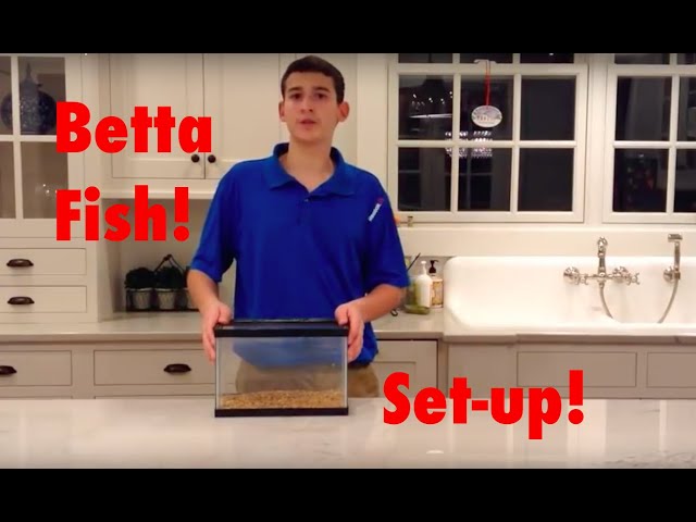 How To Setup a Betta Fish Tank