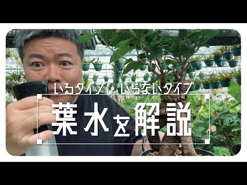 牛乳で水やりできる植物は何ですか?何のために ？より多くのカルシウムを必要とする5つの予想外の屋内種  庭園