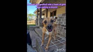 Video preview image #1 Boxer-Unknown Mix Puppy For Sale in Woodbury, NY, USA