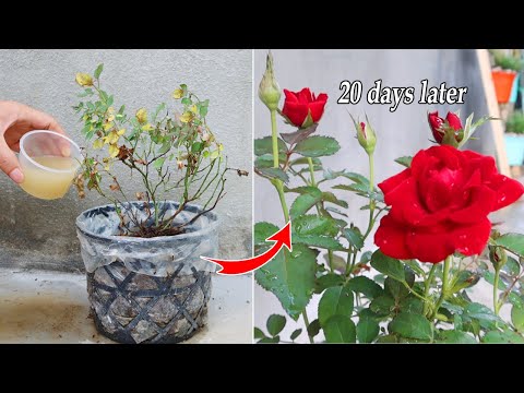 Let s grow bitter melon for your family this way it s very fruity and easy to make