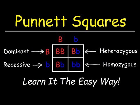 Punnett Squares - Basic Introduction