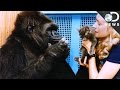 Who Is Koko The Gorilla & Is She Really That Smart? 