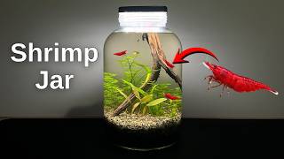 I Made a No Filter Shrimp Jar Ecosystem | Self Sustaining Aquatic World Without a Filter