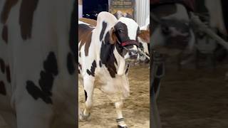 Download lagu Kelucuan peternakan sapi mm || maweshi mandi #sapi #peternakansapi mp3