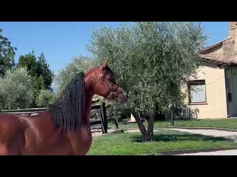 Cpe Davidoff (by Fa El Rasheem)