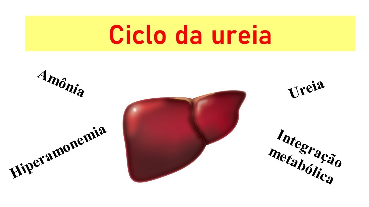 Ciclo da ureia: apresentação da via, regulação e integração metabólica