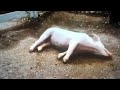 Wilbur Faints And Charlotte Falls Scene