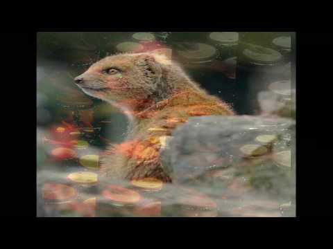 Video thumbnail for Mongoose