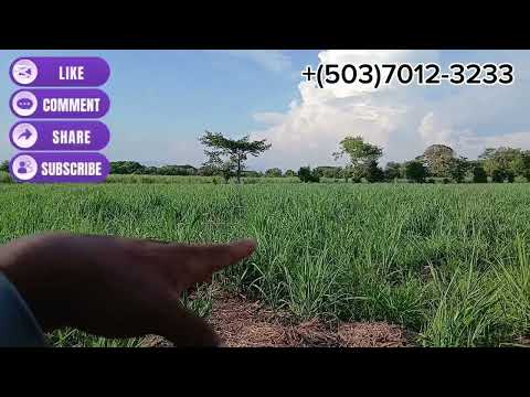 4 MANZANAS AGRÍCOLAS EN EL RANCHO EL POTRILLO✅️SAN LUIS TALPA