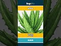 aloe - 芦荟 video thumbnail