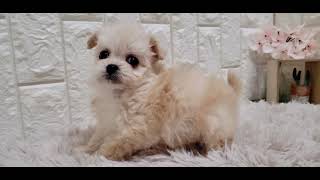 ハーフ犬の動画01