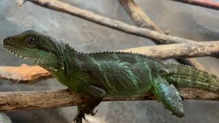 Chinese water dragon Eggs| Group C| Jan 3rd, 2026