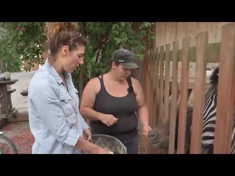 LT1-Bericht: Shooting mit Zebras Sepp und Ferdl