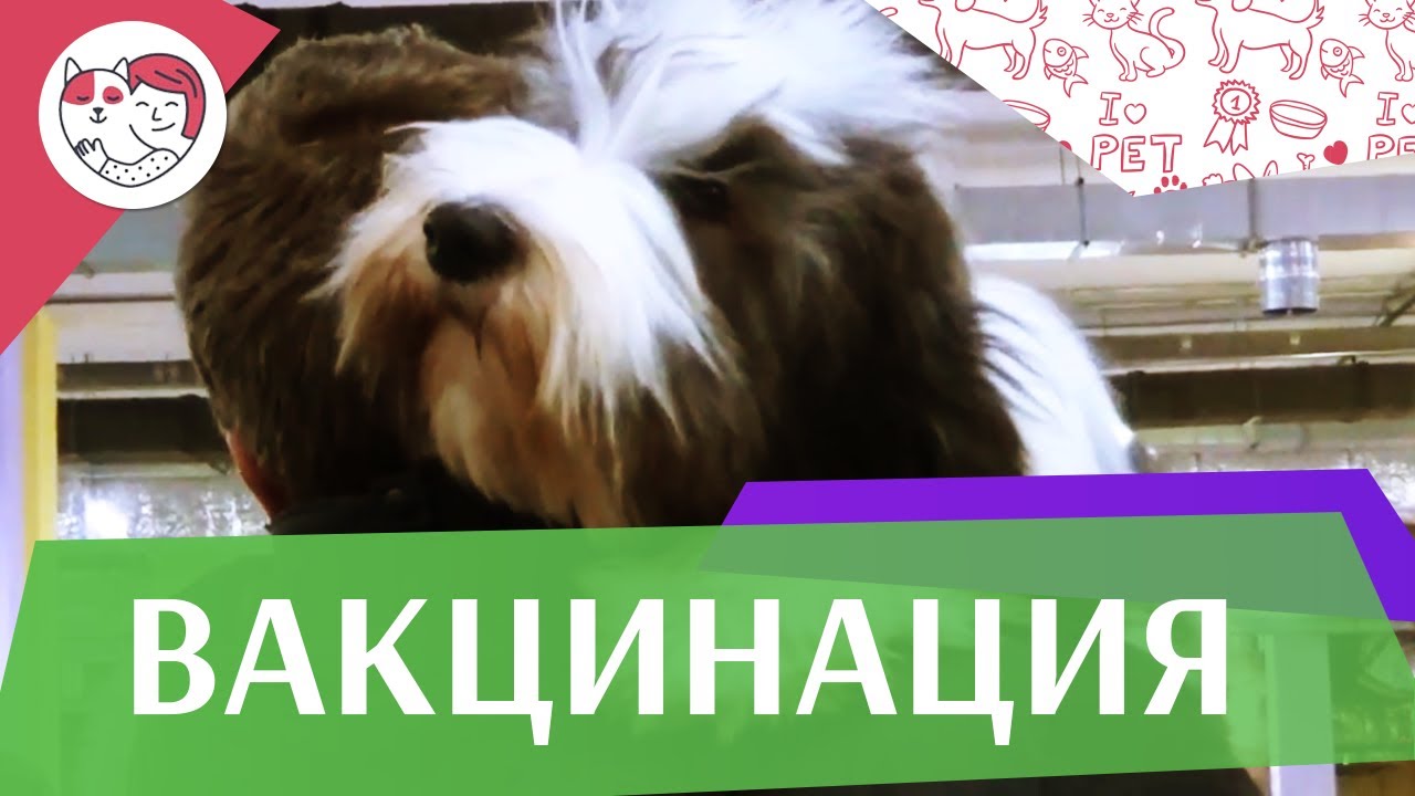 Мифы о вакцинации собак на ilikepet