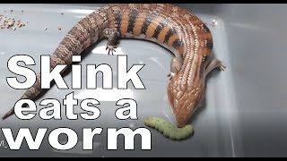 Lizard Enjoys Worm (Blue Tongue Skink)