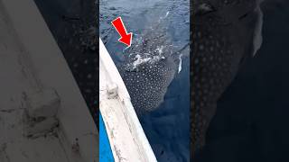 Download lagu There was a whale that almost got hit😱#shorts #minivlog #bocilwargads #maspreman mp3 Download lagu There was a whale that almost got hit😱#shorts #minivlog #bocilwargads #maspreman mp3