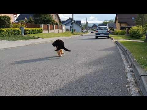 Territory fight between cats - slow motion