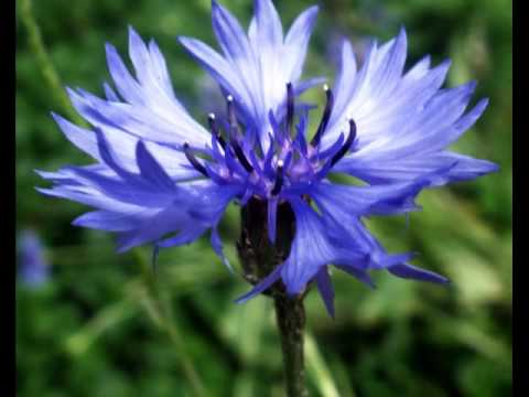 A. Vinters - Dundurs & Gunārs Zvejnieks - Rudzpuķu zieds