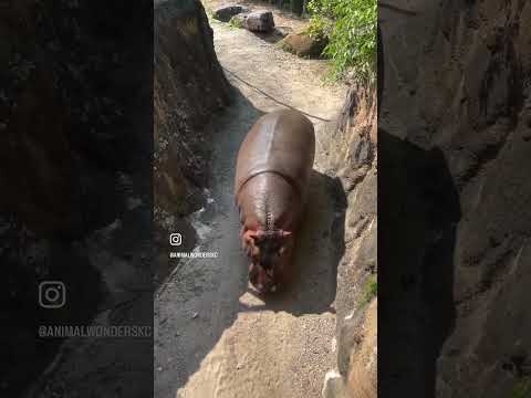 What Does Yonder Mean in the Context of Hippos?
