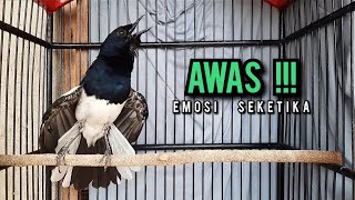 Download lagu SUARA BURUNG kacer gacor NGEPLONG TARUNG ini paling AMPUH buat PANCINGAN KACER agar EMOSI mp3